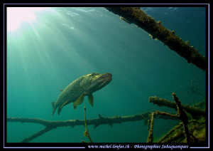 King Pike Fish... :O)... by Michel Lonfat 